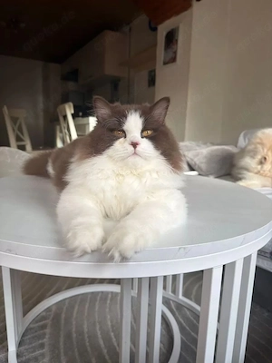 BLH deckkater Bild 2