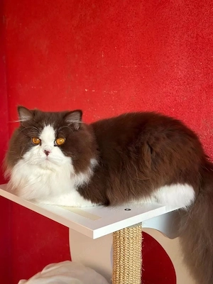 BLH deckkater Bild 4