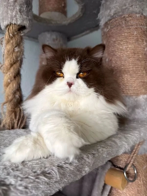 BLH deckkater