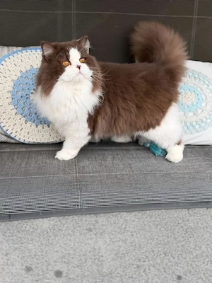 BLH deckkater Bild 5