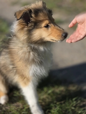 Langhaar Colliewelpe (Rüde)
