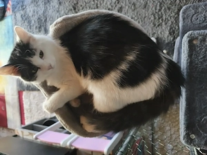 Männlicher Mischlingskater