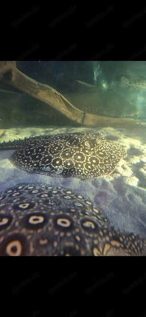 Potamotrygon Golden Base Het Weibchen