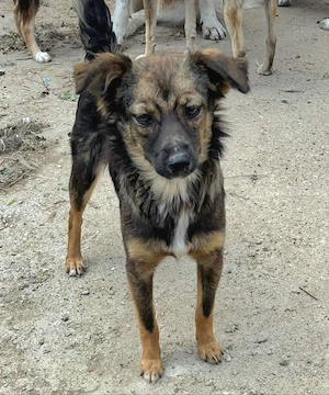 Yoko - Hündin in Sascut  Bild 2