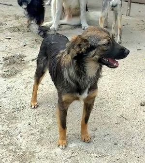 Yoko - Hündin in Sascut  Bild 5