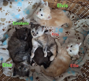 XXL Maine Coon Traum-Kitten suchen ihr Personal