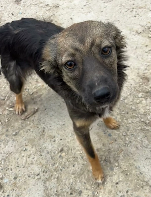 Yoko - Hündin in Sascut  Bild 3