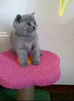 BKH Britisch Kurzhaar Kitten 