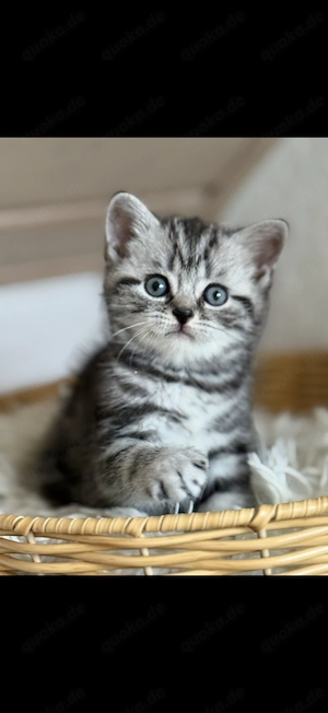 Reinrassige Bkh Kitten 