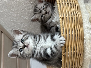 Reinrassige Bkh Kitten 