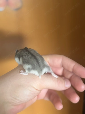 Zwerghamster, Campbell Hamster