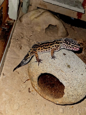 Leopardgecko in gute Hände Abzugeben