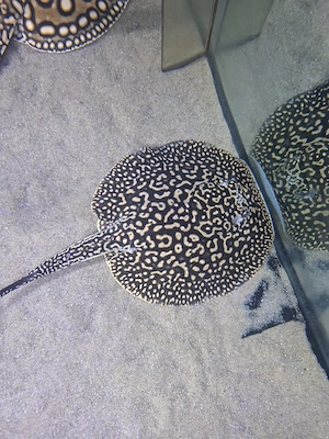 Potamotrygon Piebald Rochen Weibchen 
