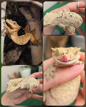 0.1 Correlophus ciliatus Kronengecko "Tsuyu"