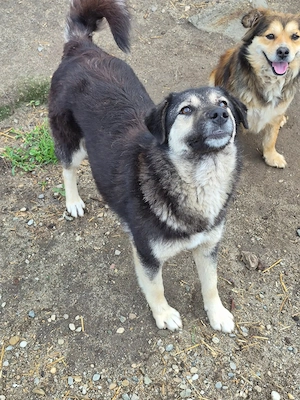 Traumhündin Zoey sucht aktives Zuhause Bild 5
