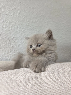BLH Mädchen Kitten lilac 