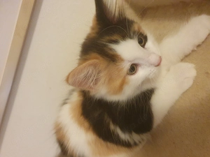 Katzenbabys zu verkaufen
