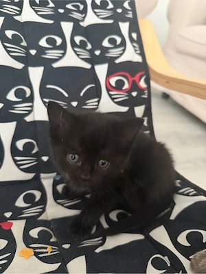    Süße Babykatzen suchen ein liebevolles Zuhause   