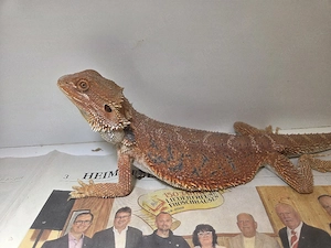 Subadultes Hypo Red Monster Weibchen Bartagame Pogona Vitticeps 