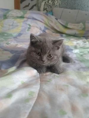 Bkh Mädchen blü reinrassig 