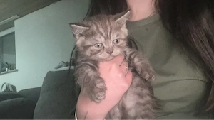 vier katzen 