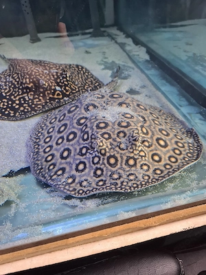 Potamotrygon Boesemani Marbled Motoro Rochen Weibchen