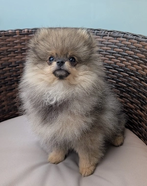 Zwergspitz Pomerania Welpen 