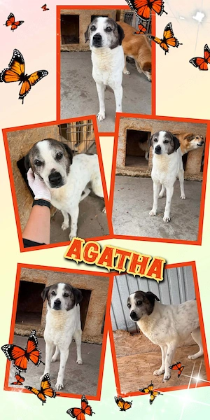 süße Hundeomi "Agatha" sucht dringend ein schönes Zuhause, wer kann helfen und hat ein Körbchen frei