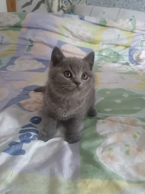 Bkh Katerchen blü reinrassig 