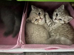 Wunderschöne Britisch Kurzhaar Kitten