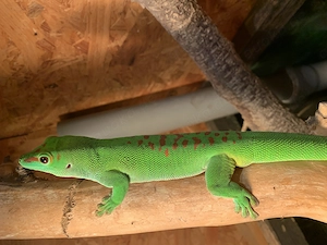 Phelsuma madagascariensis grandis - Männchen