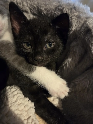 Siam Mischling Kitten 