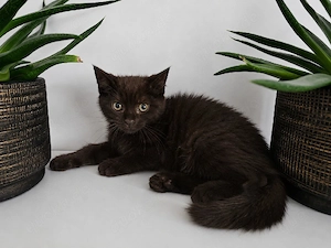  Zwei BKh Kater