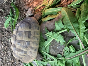 Griechisches Landschildkröten Paar