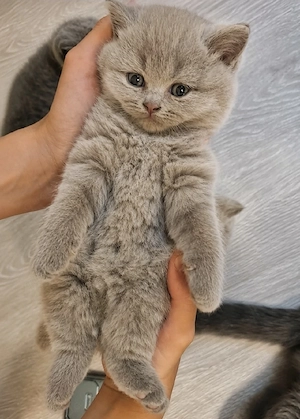 Bkh Kitten. Britische Kurzhaar Kitten 