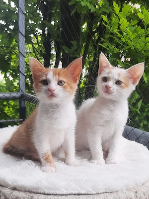 Kleine Mäuse suchen eine liebevolle Familie!!!