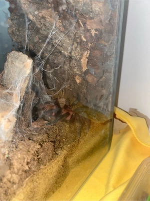 Davus Pentaloris