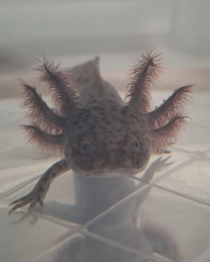 Axolotl 18 cm groß