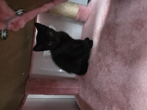9 wochen alt katzenbabys abzugeben 