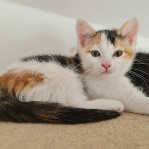 Katzenbaby 