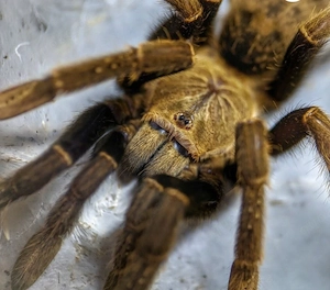 Encyocratella Olivacea