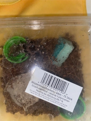 Acanthoscurria Geniculata 