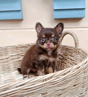Rüden, Hündinnen, Chihuahua-Welpen.