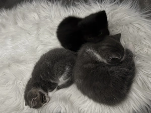 Kitten suchen ab 13. Juli ein Zuhause 
