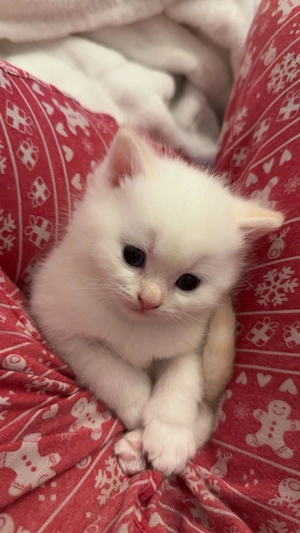 Bkh kitten  Bild 7