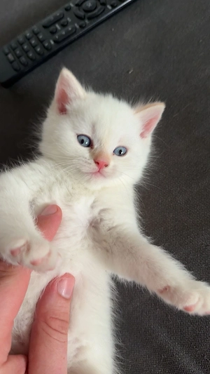 Bkh kitten  Bild 3
