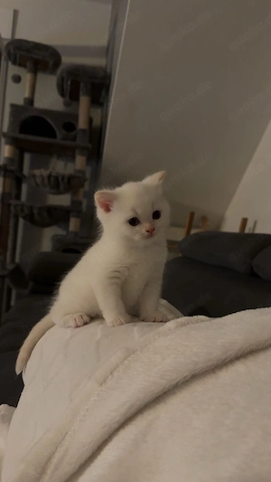 Bkh kitten  Bild 4