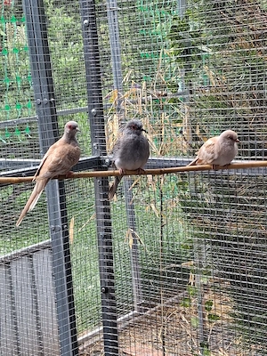 Diamanttäubchen 