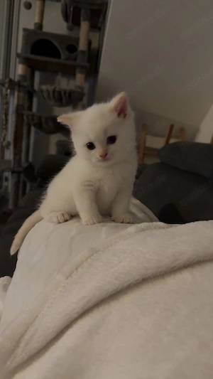 Bkh kitten  Bild 5