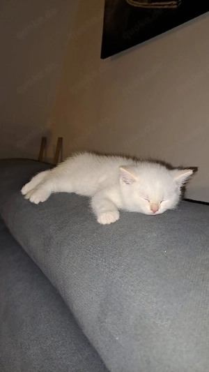 Bkh kitten  Bild 6